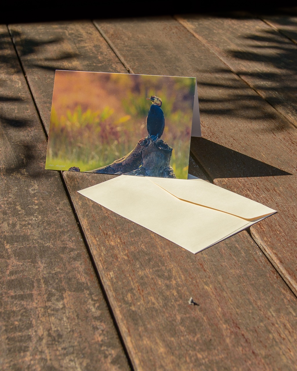 Little Pied Shag Wildlife Greeting Cards - New Zealand Bird Photography